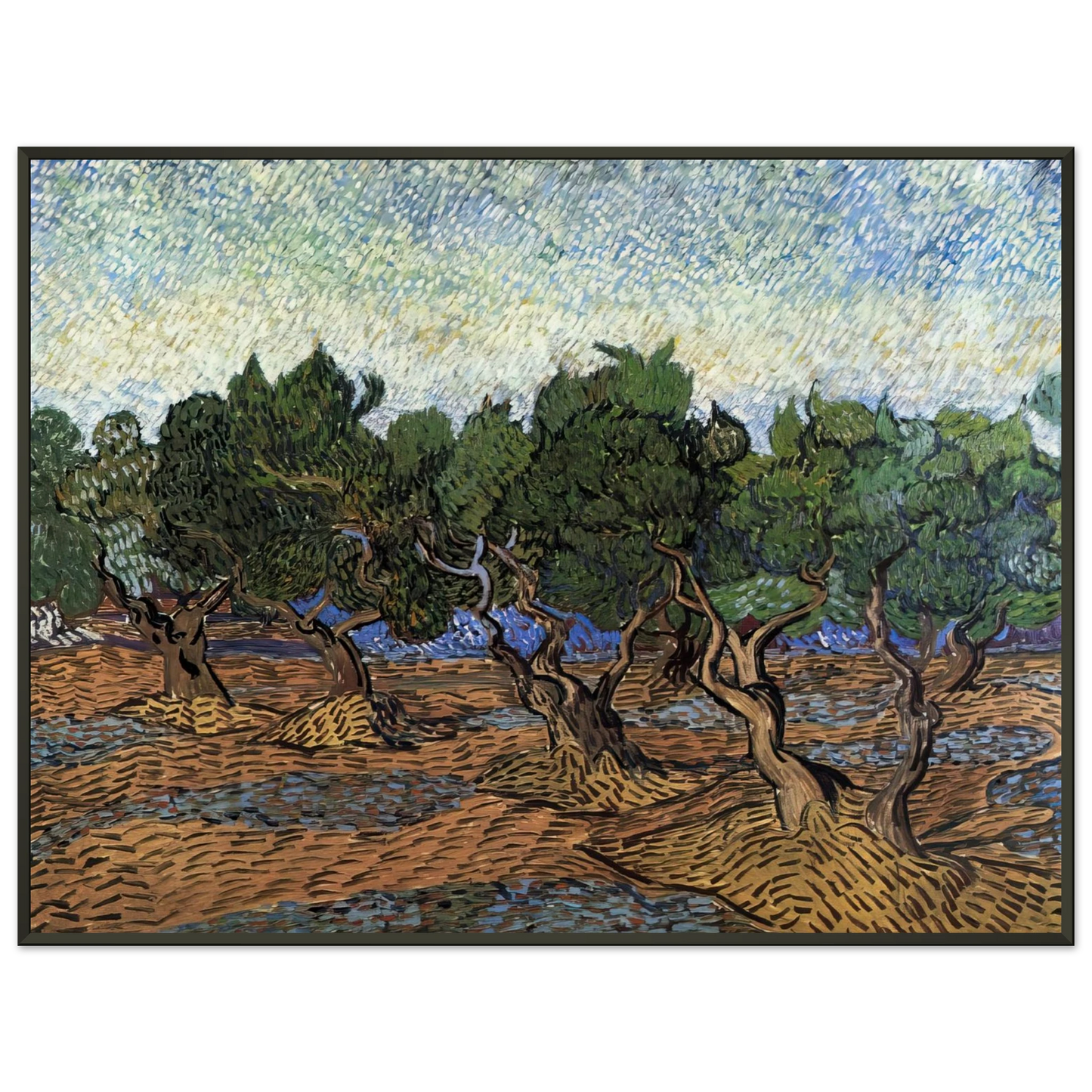 Vincent van Gogh  Olive Grove Framed Art Print  - Aluminum Frame - 60x80 cm / 24x32 inches