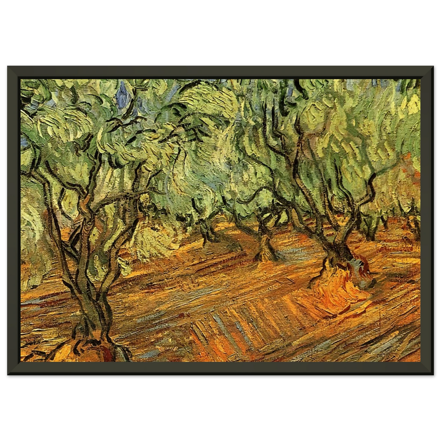 Vincent van Gogh  Olive Grove  Bright Blue Sky Framed Art Print  - Aluminum Frame - 60x80 cm / 24x32 inches