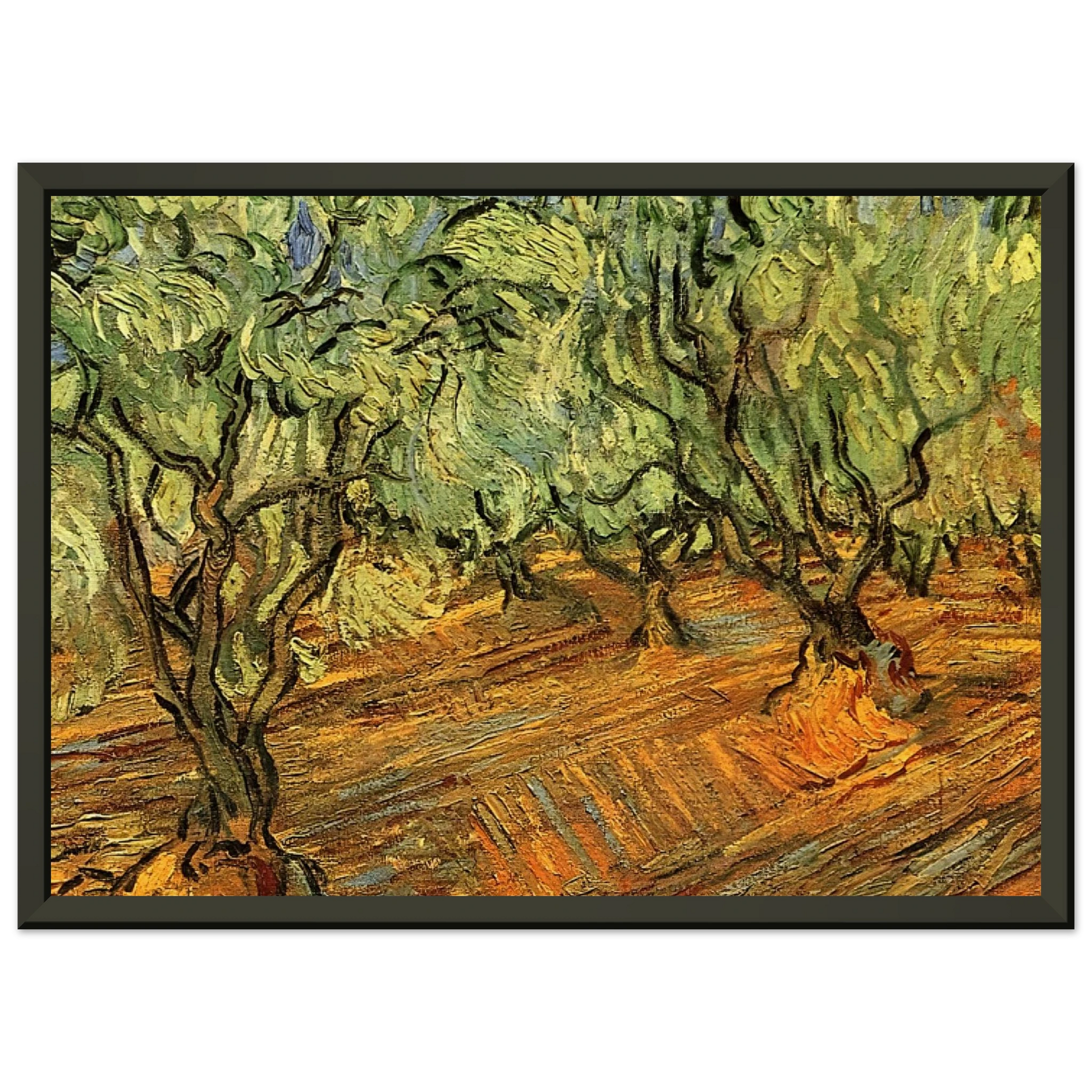 Vincent van Gogh  Olive Grove  Bright Blue Sky Framed Art Print  - Aluminum Frame - 60x80 cm / 24x32 inches
