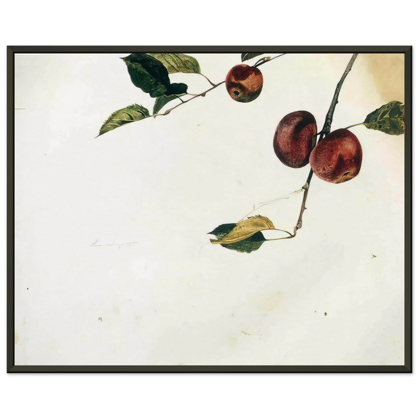 Andrew Wyeth APPLES ON A BOUGH STUDY BEFORE PICKING Framed Art Print - Aluminum Frame - 70x100 cm / 28x40 inches