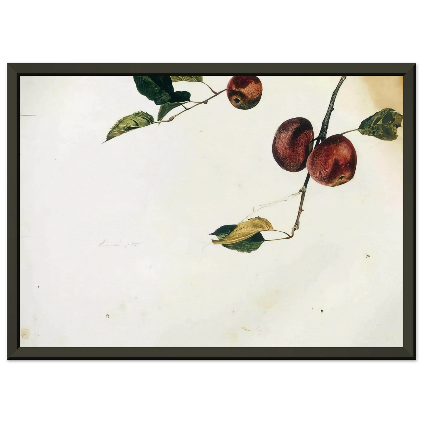 Andrew Wyeth APPLES ON A BOUGH STUDY BEFORE PICKING Framed Art Print - Aluminum Frame - 40x50 cm / 16x20 inches