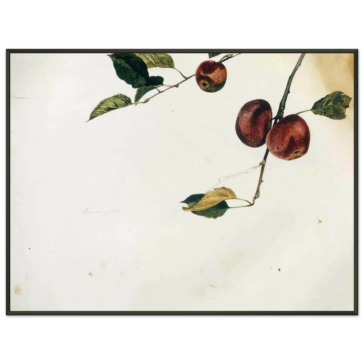 Andrew Wyeth APPLES ON A BOUGH STUDY BEFORE PICKING Framed Art Print - Aluminum Frame - 60x80 cm / 24x32 inches