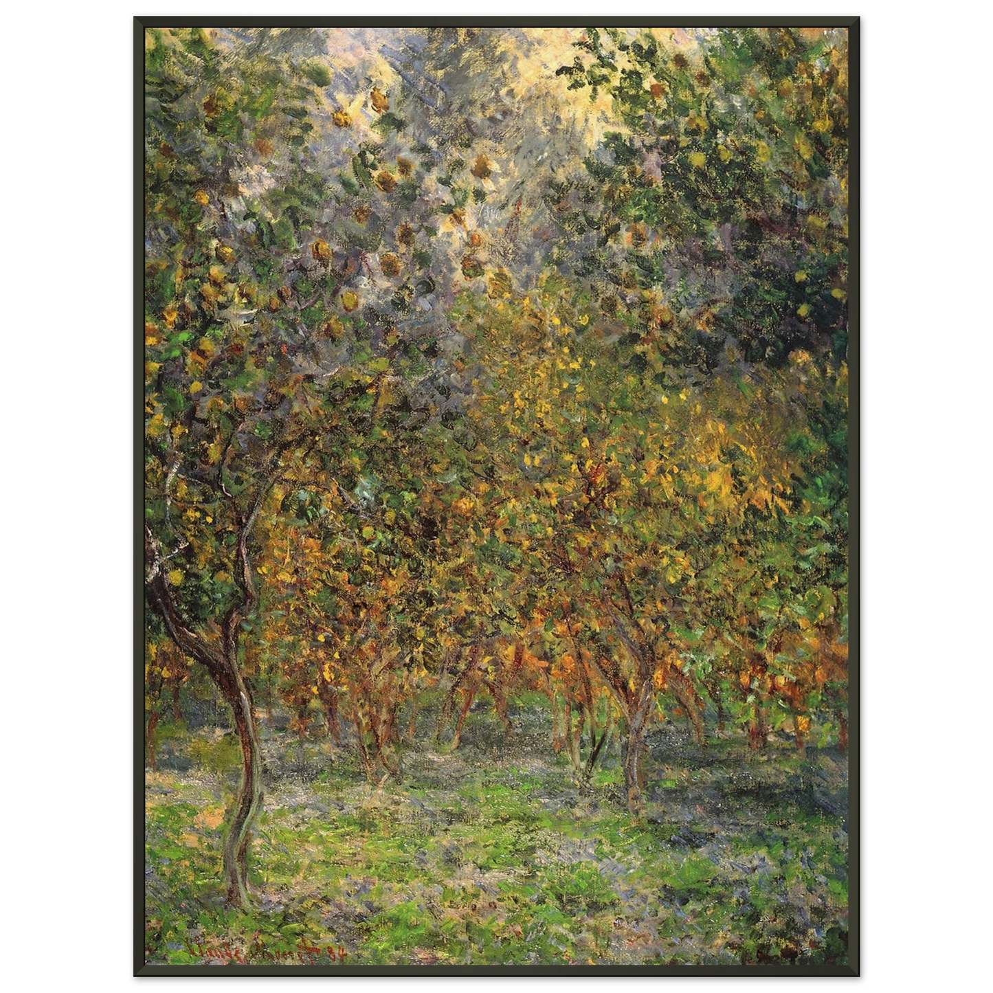 claude monet Under the Lemon Trees Framed Art Print - Aluminum Frame - 60x80 cm / 24x32 inches