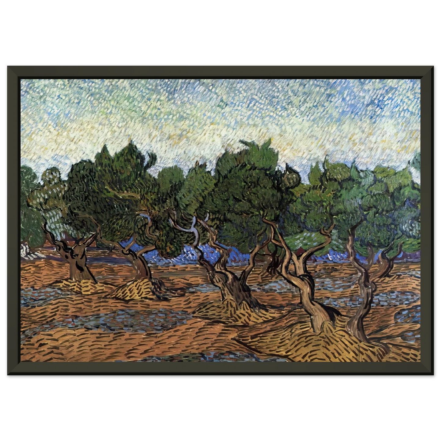 Vincent van Gogh  Olive Grove Framed Art Print  - Aluminum Frame - 40x50 cm / 16x20 inches