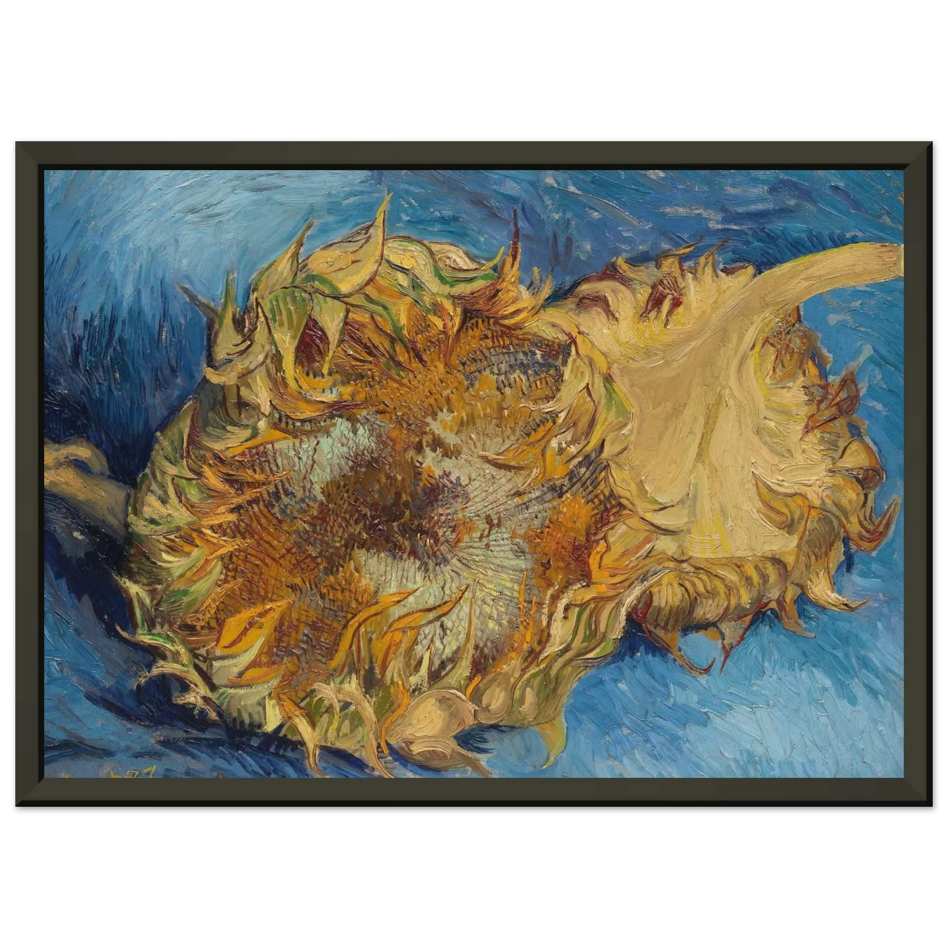 Vincent van Gogh  Still Life with Two Sunflowers Framed Art Print  - Aluminum Frame - 40x50 cm / 16x20 inches