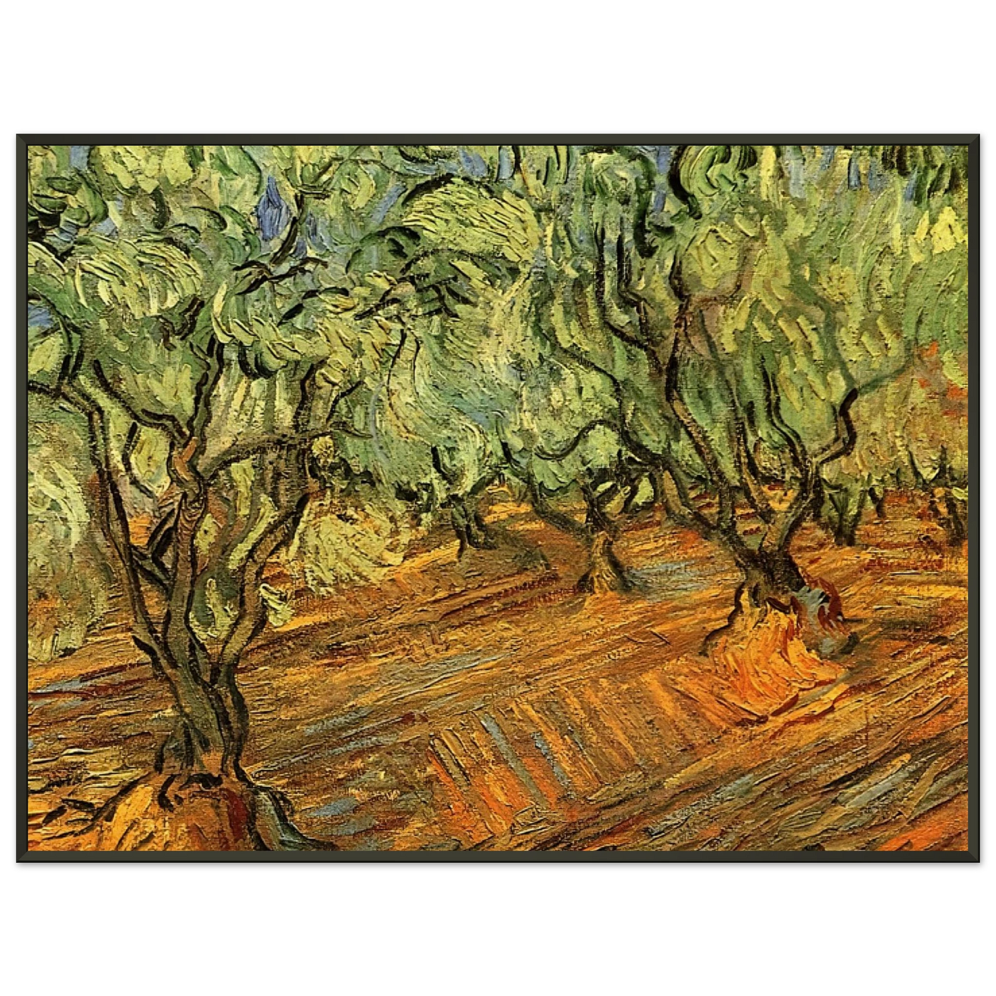 Vincent van Gogh  Olive Grove  Bright Blue Sky Framed Art Print  - Aluminum Frame - 40x50 cm / 16x20 inches