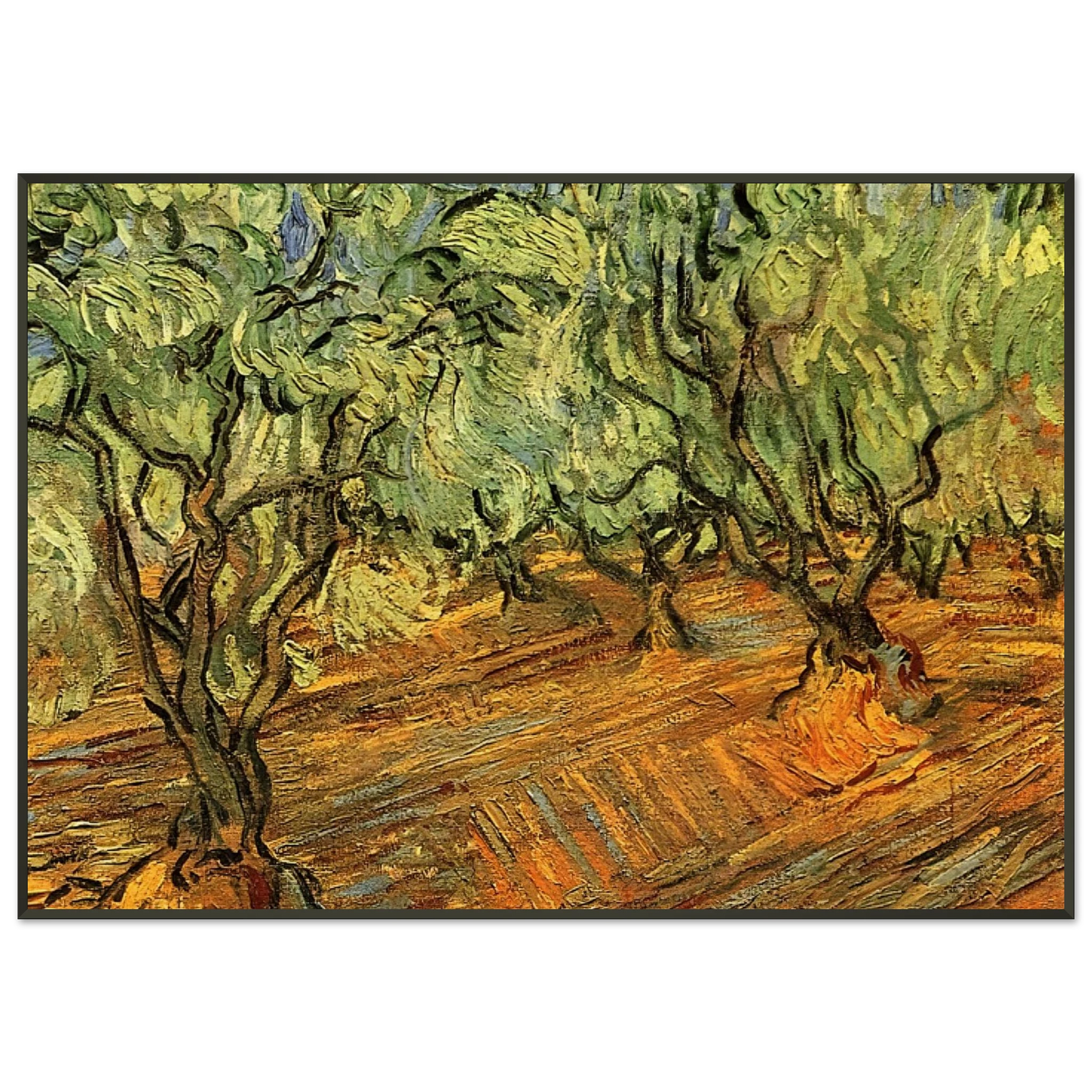 Vincent van Gogh  Olive Grove  Bright Blue Sky Framed Art Print  - Aluminum Frame - 21x29.7 cm / 8x12"