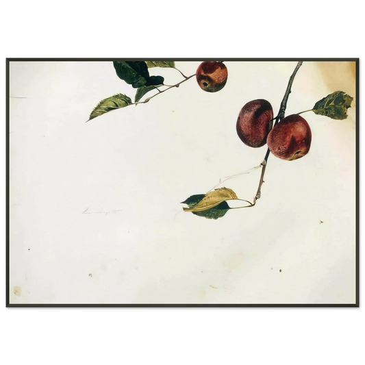 Andrew Wyeth  APPLES ON A BOUGH STUDY BEFORE PICKING Framed Art Print  - Aluminum Frame - 21x29.7 cm / 8x12"