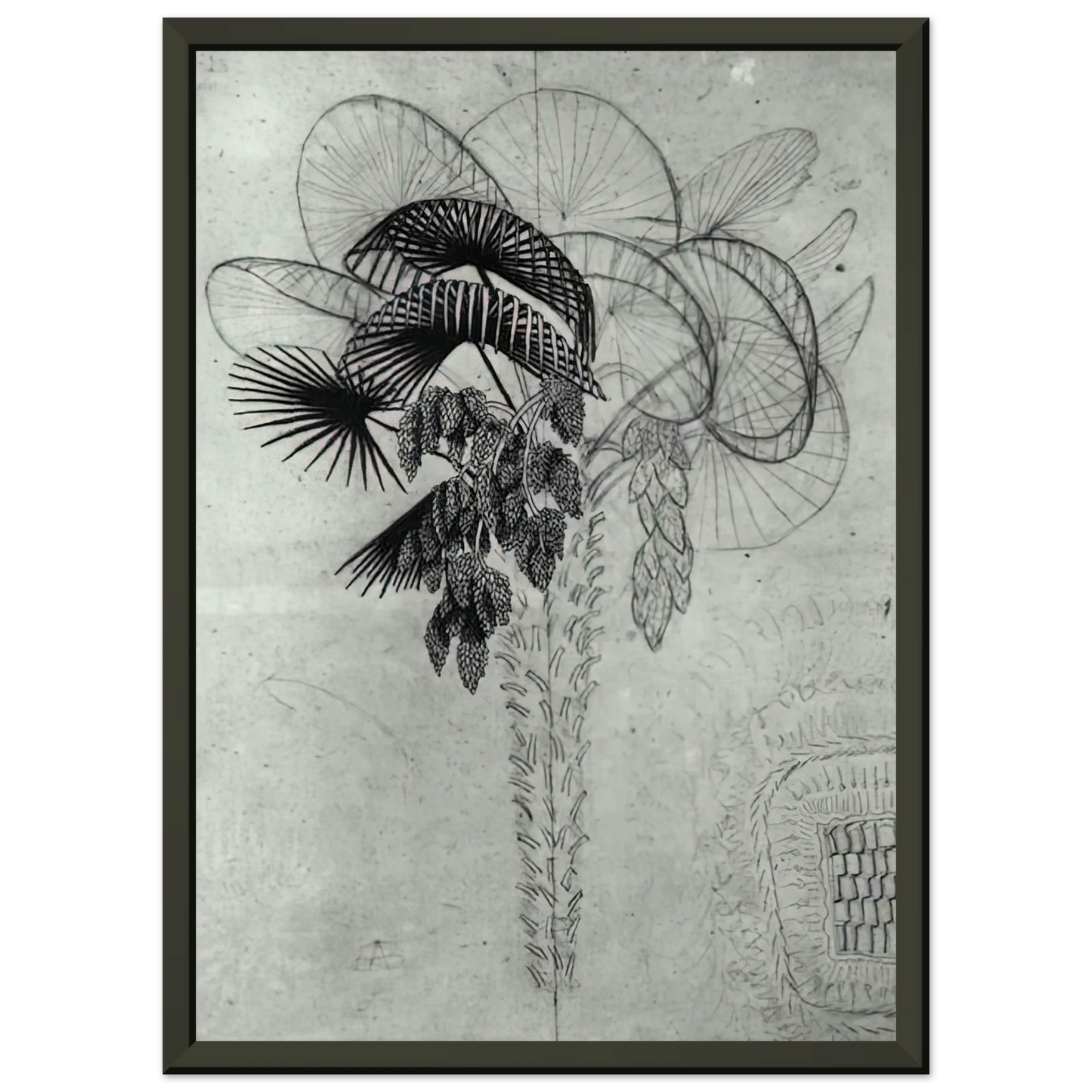 MC Escher  PALM TREE SKETCH Framed Art Print  - Aluminum Frame - 40x50 cm / 16x20 inches