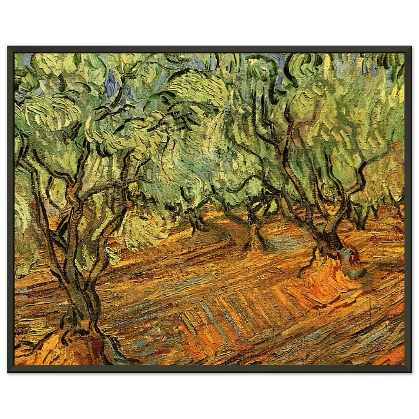 Vincent van Gogh  Olive Grove  Bright Blue Sky Framed Art Print  - Aluminum Frame - 70x100 cm / 28x40 inches