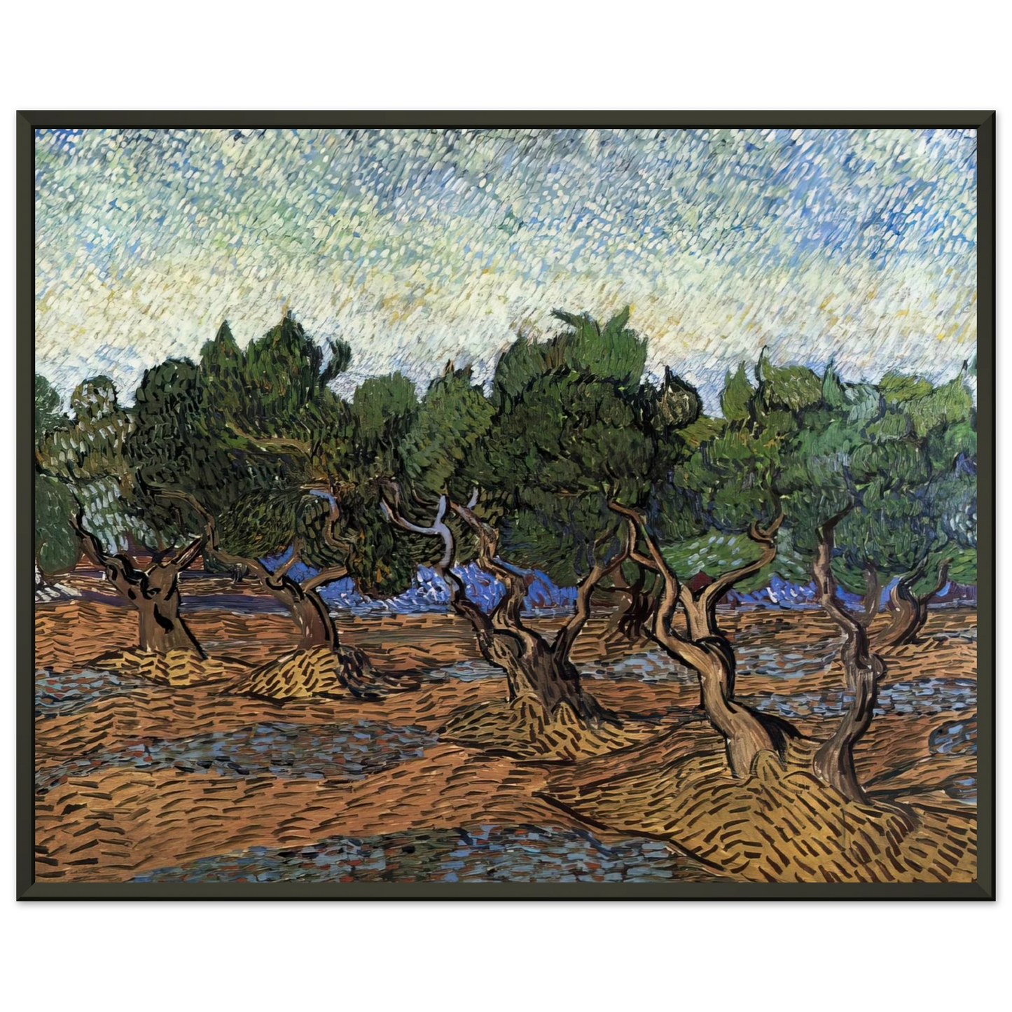 Vincent van Gogh  Olive Grove Framed Art Print  - Aluminum Frame - 70x100 cm / 28x40 inches