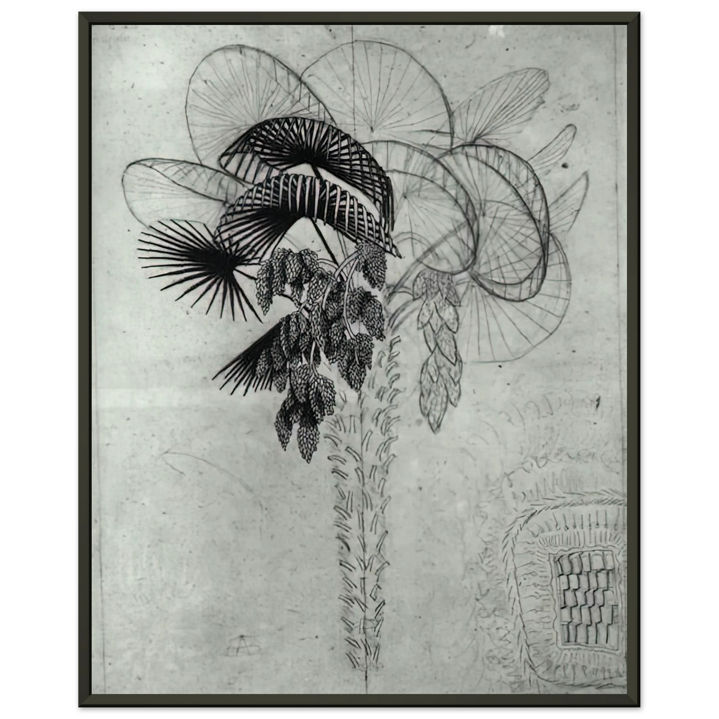MC Escher  PALM TREE SKETCH Framed Art Print  - Aluminum Frame - 70x100 cm / 28x40 inches
