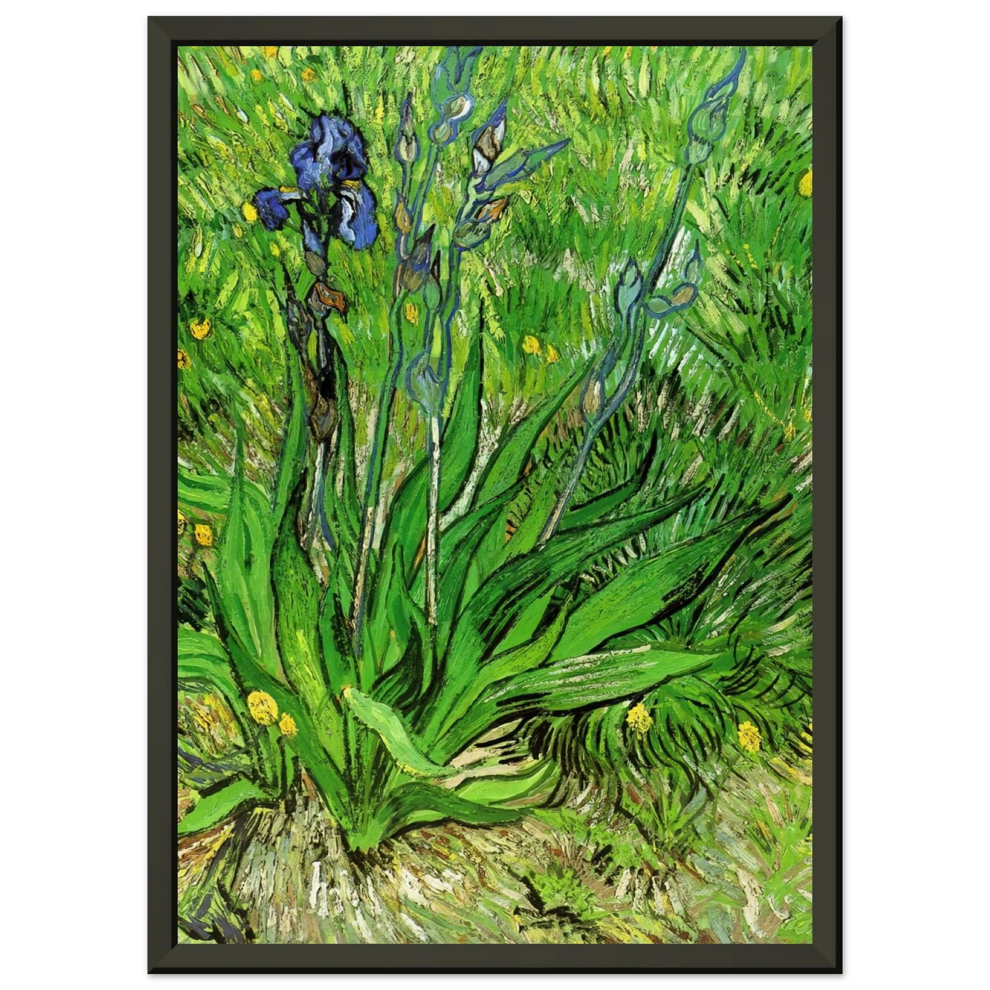 Vincent van Gogh  The Iris Framed Art Print  - Aluminum Frame - 40x50 cm / 16x20 inches