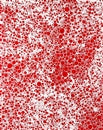 Yayoi Kusama Acrylic Print Collection