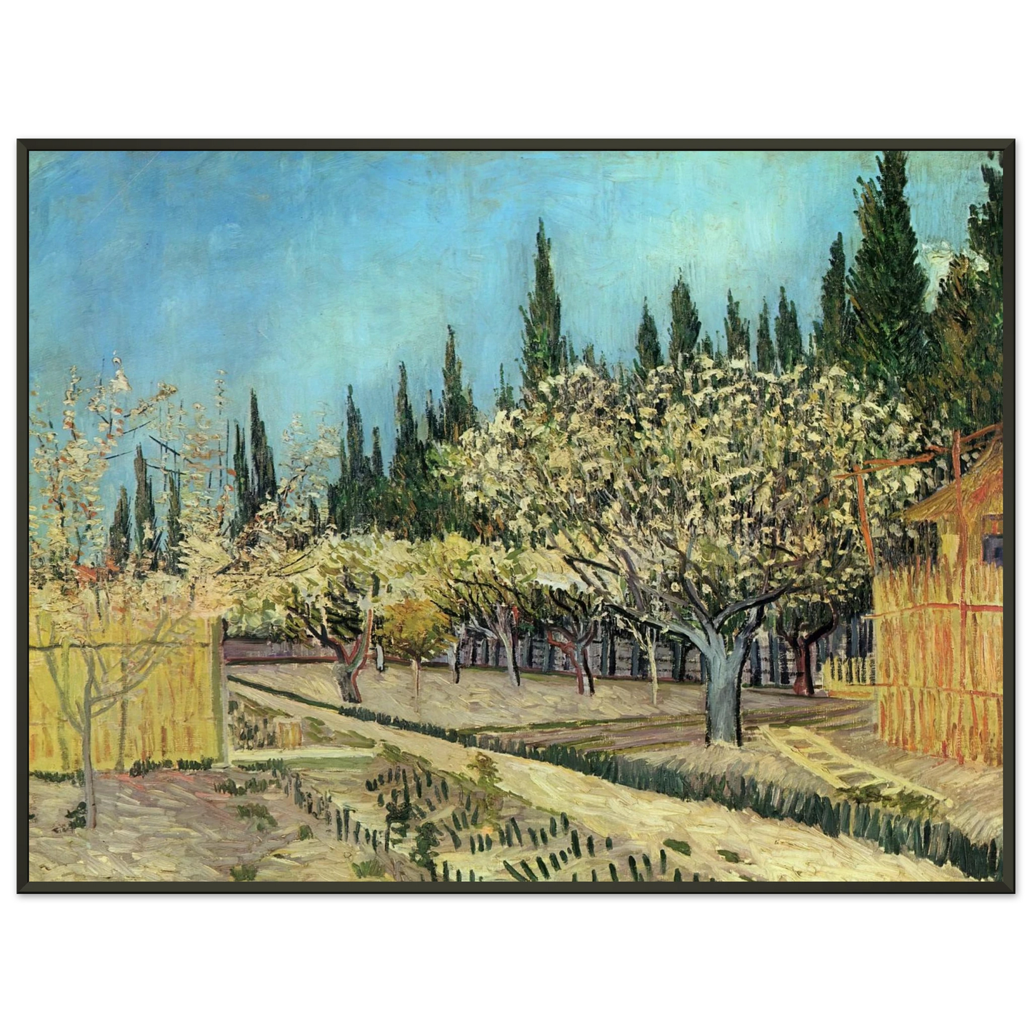 Vincent van Gogh  Orchard in Blossom Bordered by Cypresses Framed Art Print  - Aluminum Frame - 70x100 cm / 28x40 inches