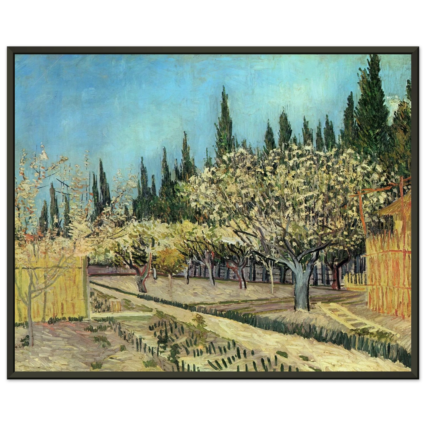 Vincent van Gogh  Orchard in Blossom Bordered by Cypresses Framed Art Print  - Aluminum Frame - 40x50 cm / 16x20 inches