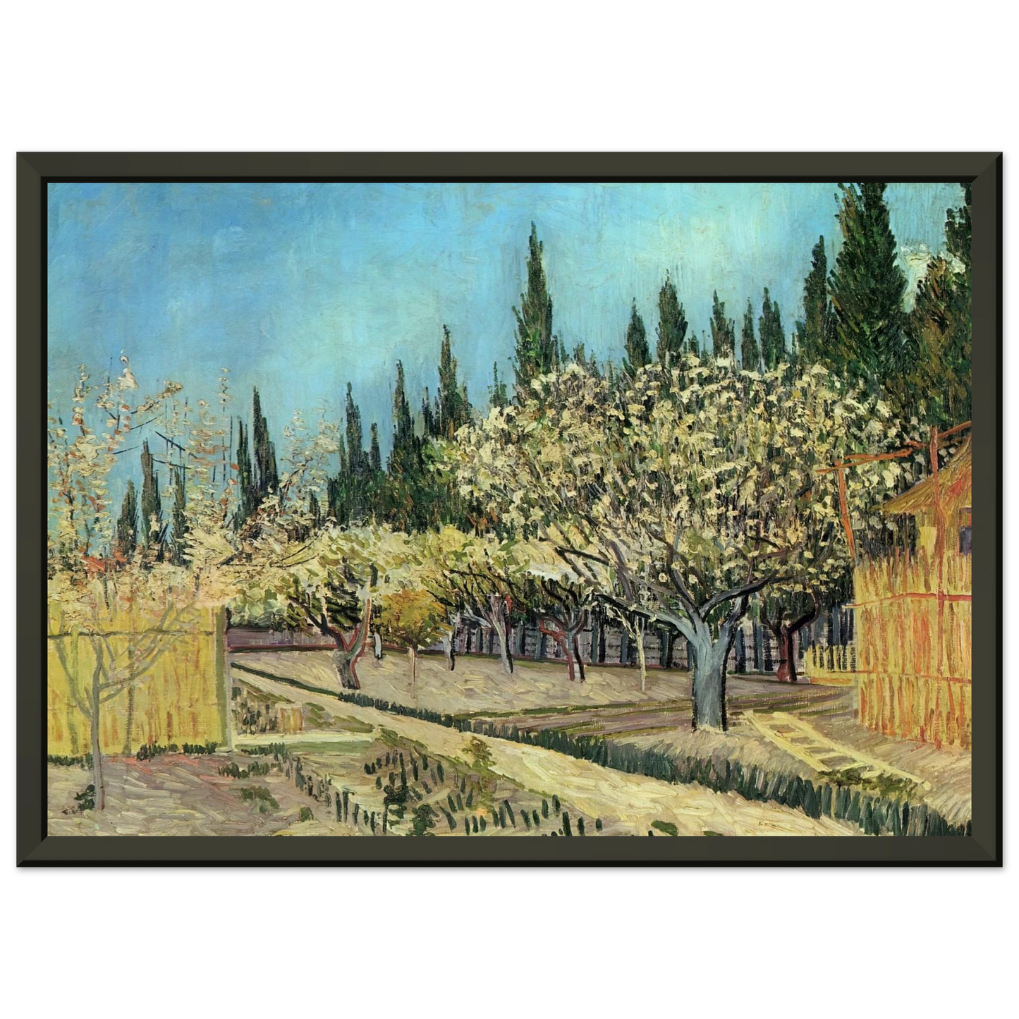 Vincent van Gogh  Orchard in Blossom Bordered by Cypresses Framed Art Print  - Aluminum Frame - 60x80 cm / 24x32 inches